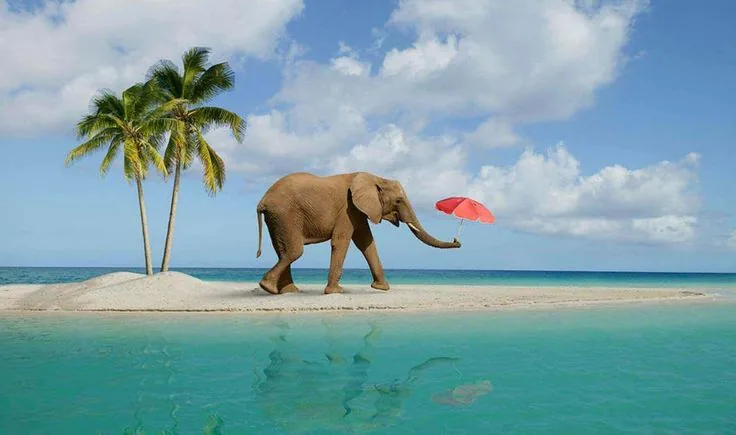 Elephant walking along a beach