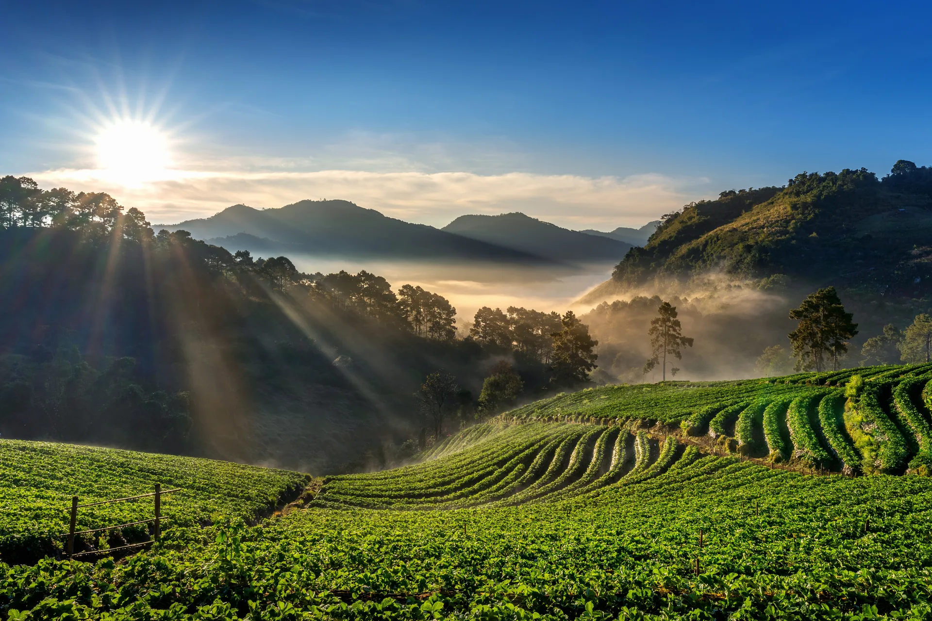 Sunrise over hillside plantations